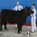 Reserve Supreme Champion Steer and 1st place in the Carcass Contest at Dixon May Fair