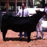 Supreme Champion Grade Heifer..
Who Made Who x Hot Spot