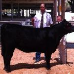 Res. Supreme Champion Grade Heifer...
BNWZ Hot Comm 146W x Wells Fargo